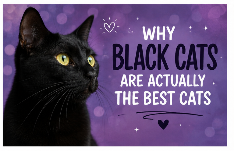 Why Black Cats Are Actually the Best Cats